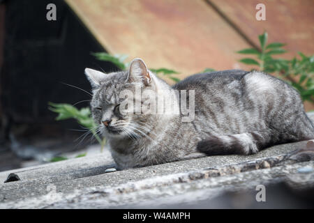 Closeup adorable Kurzhaar gestreifte graue Katze mit grünen Augen auf grauem Schieferdach Stockfoto