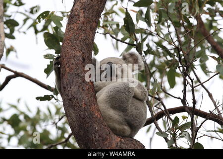 Ein Koala sitzt auf einem Baum auf Magnetic Island, Australien Stockfoto