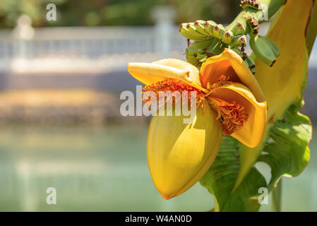 Blühende Blume von Banane und kleinen grünen Früchten in einem Garten Stockfoto