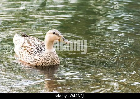 Eine weibliche Stockente mit Leucism, ein teilweiser Verlust der Pigmentierung. Stockfoto