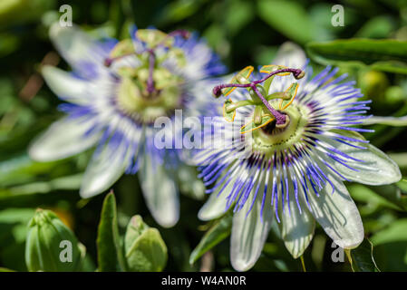 Blumen der südlichen pflanze lila passionflower Nahaufnahme Stockfoto