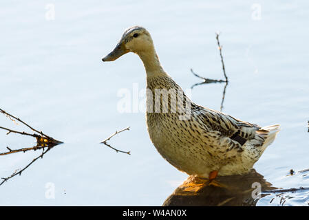 Eine weibliche Stockente mit Leucism, ein teilweiser Verlust der Pigmentierung. Stockfoto