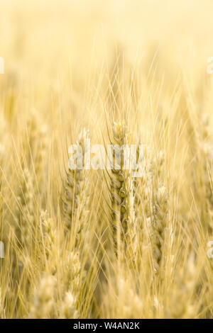 Schöne Nahaufnahme der Anbau von Weizen Getreide ernten. Vertikale und Kopieren. Landwirtschaft, Lebensmittelindustrie Konzept Hintergrund oder Hintergrund. Stockfoto