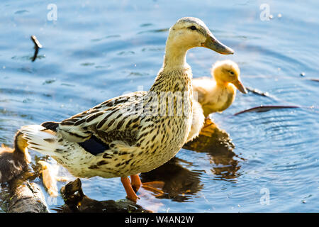 Eine weibliche Stockente mit Leucism, ein teilweiser Verlust der Pigmentierung, stehen und ihre Babys bewacht. Stockfoto