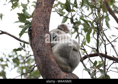 Ein Koala sitzt auf einem Baum auf Magnetic Island, Australien Stockfoto