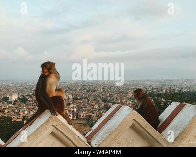 Affen sitzen auf Gebäude mit Blick auf die Stadt in Südostasien Stockfoto