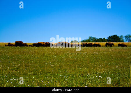 Landwirtschaft Ranch Angus und Hereford Rind Stockfoto