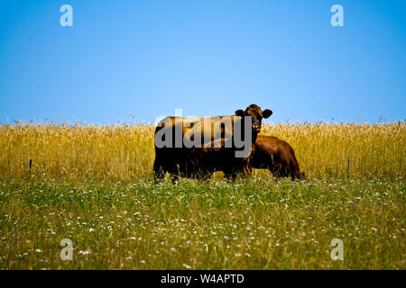 Mutter Kuh mit ihrem jungen Kalb auf einer Wiese Stockfoto