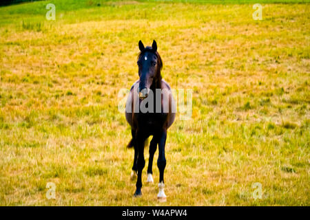 Welsh Pony läuft und Stellung im hohen Gras, Stockfoto