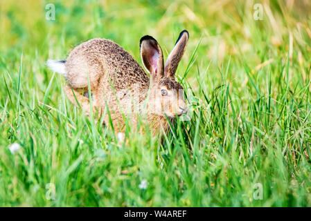 Europäische Hase oder Lepus europaeus Sprünge in einer Wiese Stockfoto