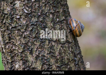 Schnecke Helix pomatia auf baum stamm Nahaufnahme Stockfoto