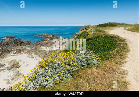 Artimesia vulgaris Beifuß wächst an der zerklüfteten Küste um wenig Fistral in Newquay in Cornwall. Stockfoto