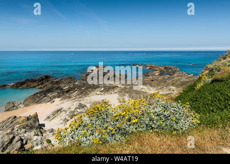 Artimesia vulgaris Beifuß wächst an der zerklüfteten Küste um wenig Fistral in Newquay in Cornwall. Stockfoto