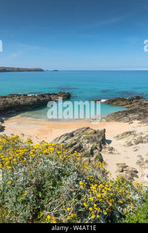 Artemisia vulgaris Beifuß wächst an der zerklüfteten Küste um wenig Fistral in Newquay in Cornwall. Stockfoto