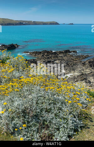 Artemesia vulgaris Beifuß wächst an der zerklüfteten Küste um Fistral Bay in Newquay in Cornwall. Stockfoto