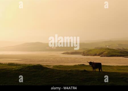 Highland Kuh auf einem Hügel vor einem Misty Beach, Uig Bay, Insel Lewis, Schottland Stockfoto