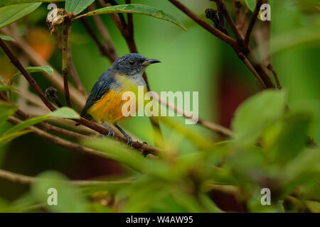 Orange-bellied Flowerpecker - hippolais trigonostigma Art aus Dicaeidae, in Bangladesch, Brunei, Indien, Indonesien, Malaysia, Myanmar, th gefunden Stockfoto