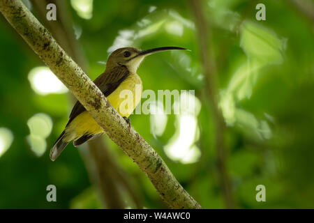 Wenig Arachnothera longirostra Spiderhunter - Arten von Lange-billed Nektar stillen Vogel in der Familie Nectariniidae in den feuchten Wäldern von gefunden Stockfoto