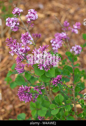 Syringa vulgaris (lila oder Flieder), der Art der Pflanze in Olivenöl Familie Fabaceae Stockfoto