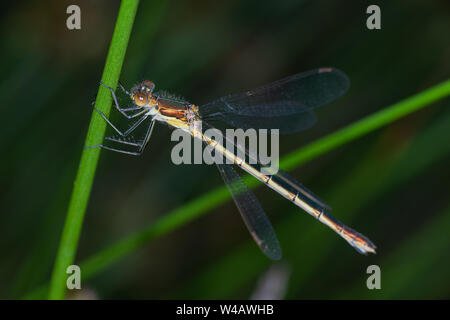 Emerald Damselfly (Lestes sponsa), Buchse Stockfoto