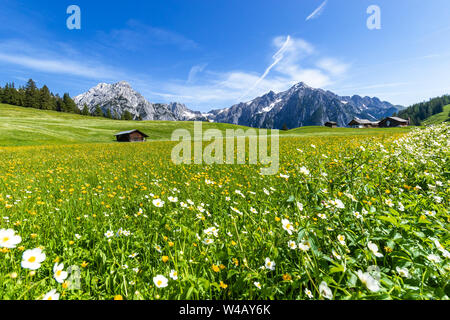 Schöne Berglandschaft in Alpen, Österreich, Walderalm. Stockfoto