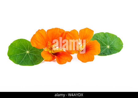 Kapuzinerkresse. Kapuzinerkresse : Blumen mit grünen Blättern isoliert auf weißem Stockfoto