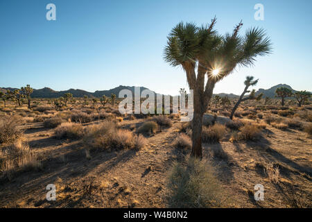 Sunrise Joshua Tree Stockfoto