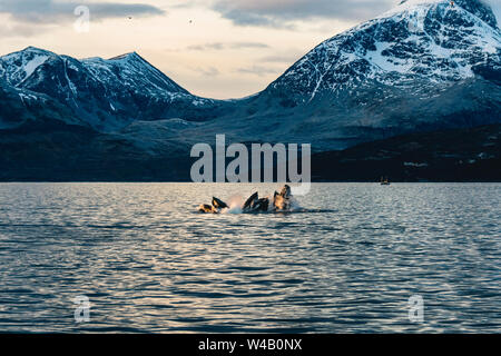 Buckelwale Pod in Skjervoy Norwegen Stockfoto