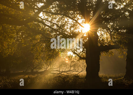 Woodland Sonnenaufgang an Dunham Massey in Cheshire, Großbritannien Stockfoto