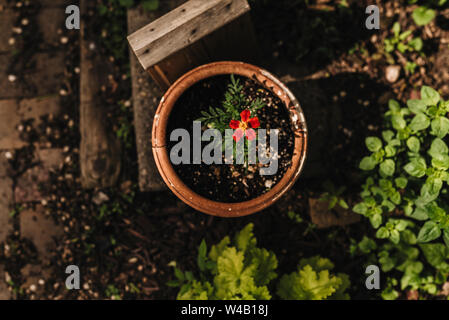 Eingemachte rote Ringelblume von oben im Garten Stockfoto