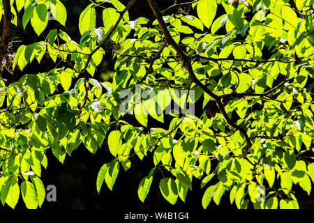 Grüne Blätter unter der Sommersonne Stockfoto
