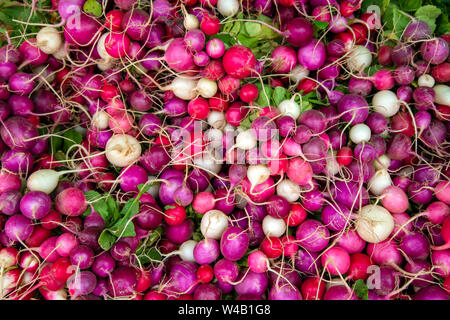 Anzeige der frische reife organische Rettich Lampe auf dem Wochenende Landwirt im Okanagan Valley Stadt Penticton, British Columbia, Kanada. Stockfoto