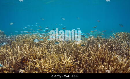 Unterwasser Riff mit einer Schule der Fische (verschiedene Arten von riffbarsche) über Geweihkorallen, Neukaledonien, South Pacific Ocean, Ozeanien Stockfoto