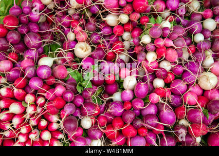 Anzeige der frische reife organische Rettich Lampe auf dem Wochenende Landwirt im Okanagan Valley Stadt Penticton, British Columbia, Kanada. Stockfoto