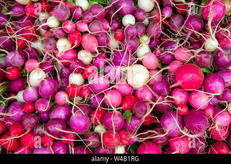 Anzeige der frische reife organische Rettich Lampe auf dem Wochenende Landwirt im Okanagan Valley Stadt Penticton, British Columbia, Kanada. Stockfoto