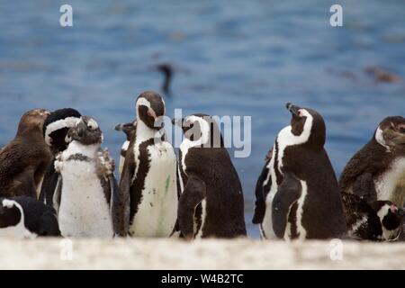 Gruppe der Afrikanischen Pinguine am Strand von Betty's Bay, Südafrika Stockfoto