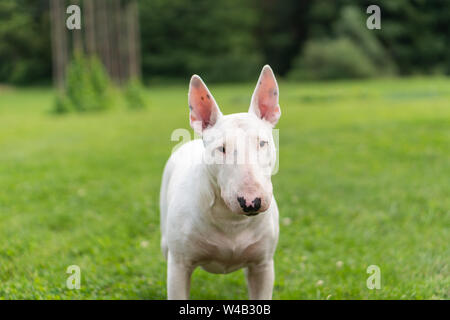 Portrait Foto von White Bull Terrier im Freien an einem sonnigen Tag Stockfoto