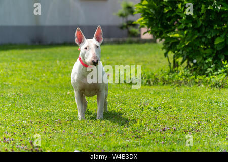 Portrait Foto von White Bull Terrier im Freien an einem sonnigen Tag Stockfoto