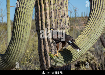 Kinder Harris Hawk in der Umarmung eines Saguaro Kaktus Stockfoto