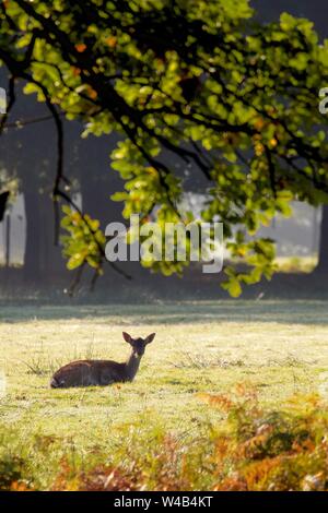Weibliche Damwild liegen unter einem Baum an einem kalten Herbstmorgen, Dunham Massey, Großbritannien Stockfoto