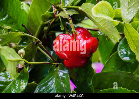 Wasser APPLE HYBRID ROT (VEREDELT) - OBST PFLANZEN & Baum. Red Water Apple Tree, Rose Apple Tree, Jamrul Obst Pflanze Stockfoto