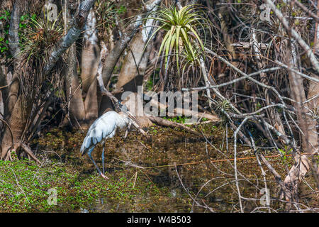 Holz Stork (Mycteria americana) in Big Cypress National Preserve. Florida. USA Stockfoto