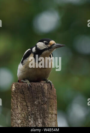 Weibliche Buntspecht, auf einen Beitrag in einem Garten im Lake District, England gehockt Stockfoto