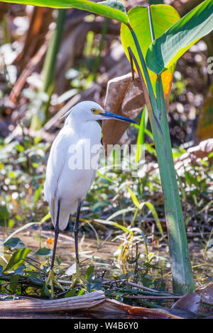 Snowy Egret (Egretta thula) im Big Cypress National Preserve. Florida. USA Stockfoto