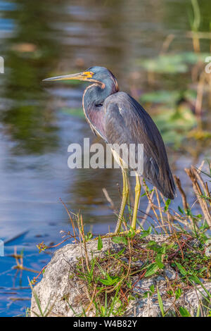 Dreifarbige Heron (Egretta tricolor) in Big Cypress National Preserve. Florida. USA Stockfoto