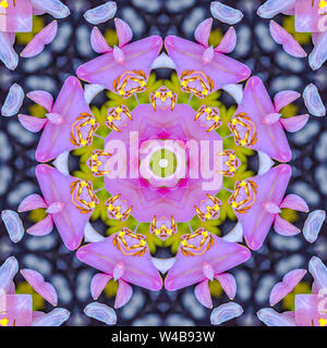 Blick auf rosa Blüten mit gelben Staubgefäße im Kreis. Geometrische Kaleidoskop Muster auf der Symmetrieachse gespiegelt Reflexion. Bunte Formen als wallpa Stockfoto