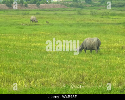 Zwei Wasserbüffel grasen in ein Feld in Vietnam Stockfoto