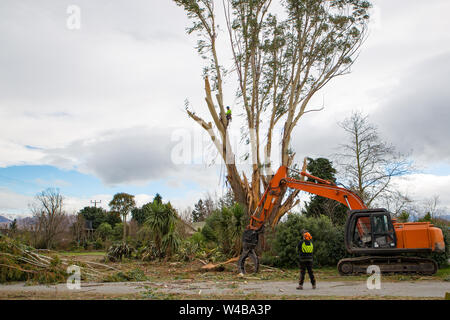 Sheffield, Canterbury, Neuseeland, 10. Juli 2019: Eine Baumzüchter arbeitet in einem Eukalyptus Baum- Filialen in Zusammenarbeit mit der Digger und Lo Stockfoto