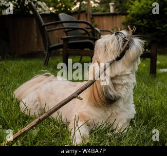 Lhasa Apso Kauen auf einem Stick am Abend im Sommer Stockfoto