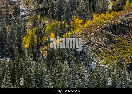 Golden aspen und Kiefern mit Schnee, Brighton, Big Cottonwood Canyon, Wasatch Berge, Utah Stockfoto